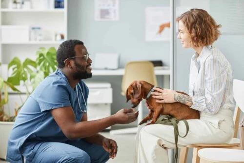 The Ultimate Guide to Veterinary Services Jobs