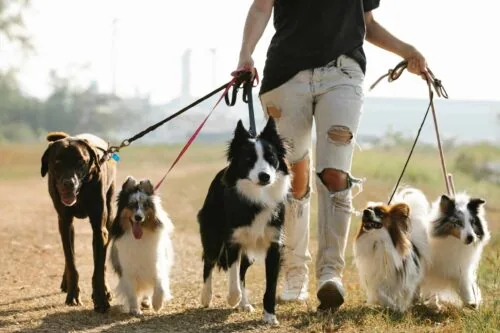 Guide to Dog Walking Jobs: Your Path to a Fulfilling Career