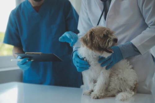 Exploring Vet Assistant Careers: Opportunities and Insights