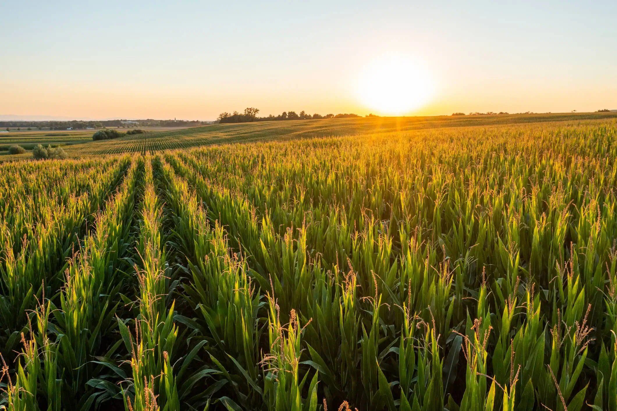 China Imposes Tariffs on US Farm GoodsFeatured Image